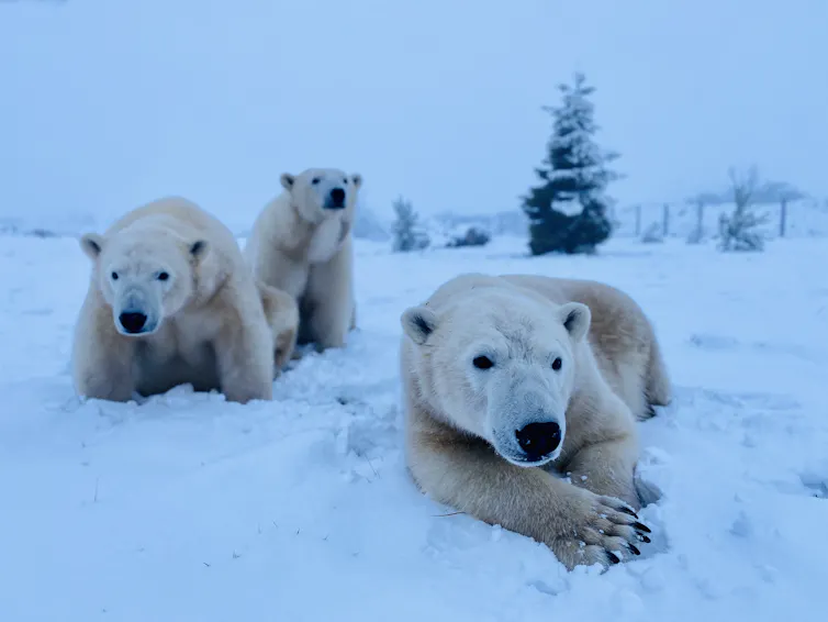 Three polar bears lying in the snow.