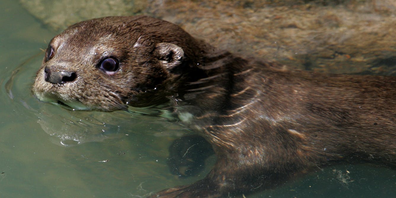 Otters, beavers and other semiaquatic mammals keep clean underwater, thanks to their flexible fur
