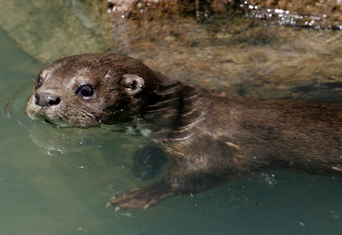 Otters, beavers and other semiaquatic mammals keep clean underwater, thanks to their flexible fur