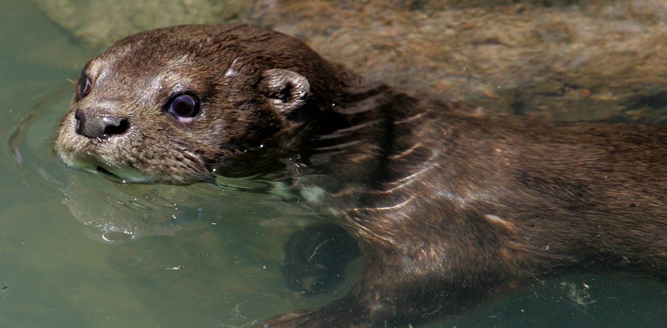 Otters, beavers and other semiaquatic mammals keep clean underwater, thanks to their flexible fur Otters, beavers and other semiaquatic mammals keep clean underwater, thanks to their flexible fur