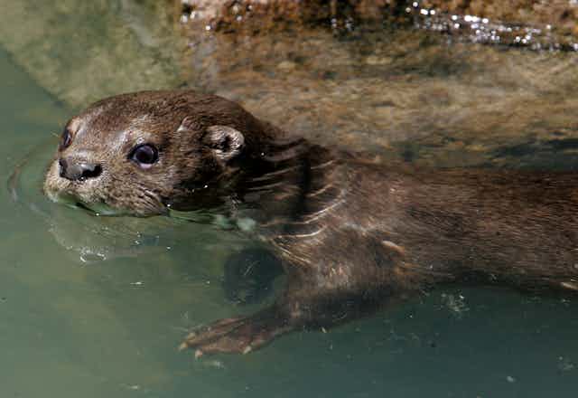 An otter swimming in gray water with a rock in the background. 