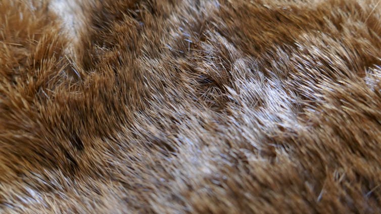 A close-up of an otter's coat, with lots of brown fur packed closely together.