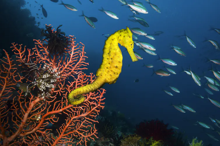 Yellow seahorse