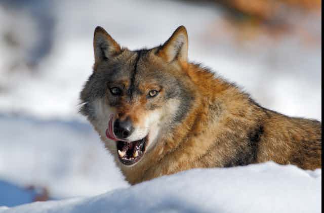 Wolf licks its lips, snowy background