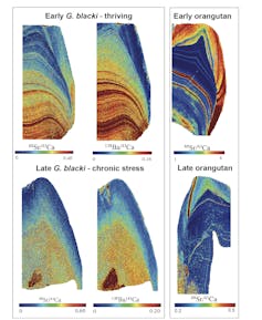 Differences in trace elements