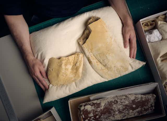 Two pieces of bone that look larger than a human face in a box on a pillow with smaller human hands to scale