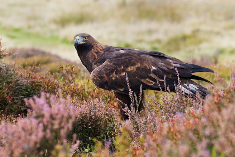 A golden eagle standing behind a clump of heather.