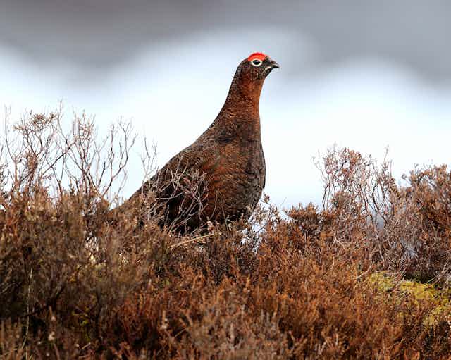 Red Grouse among the Heather and snow covered mountain in background.