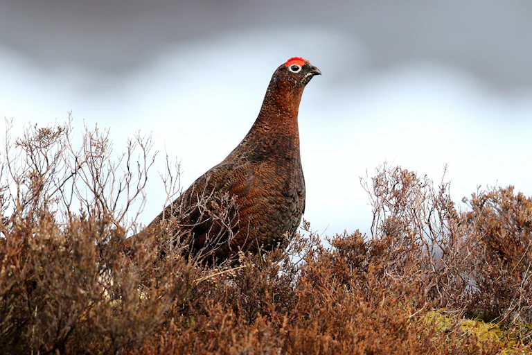 Red Grouse among the Heather and snow covered mountain in background.