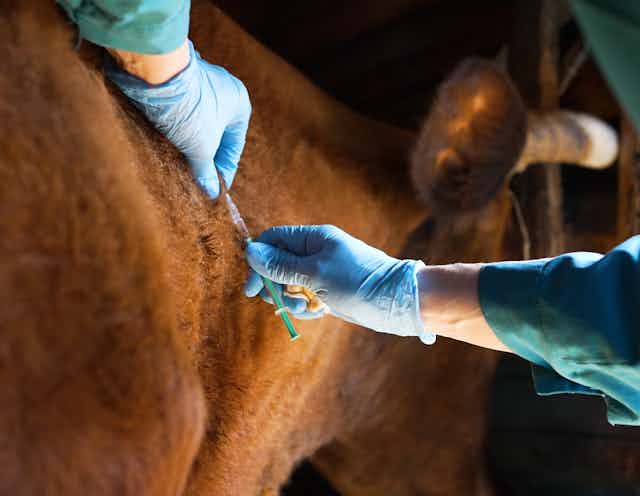 Veterinarian in protective rubber gloves inoculates a cow in the neck against anthrax.