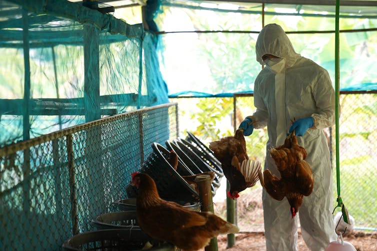 A vet removing the carcasses of chickens on a farm that have died from bird flu.