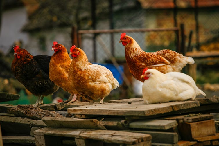 Free range chicken on a poultry farm.