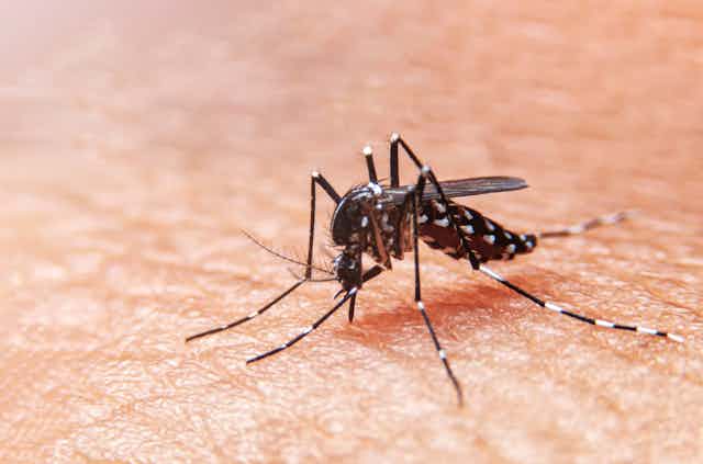 Dengue fever: the tropical disease spreading across Europe