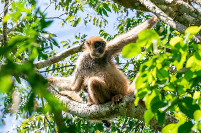 Declining primate numbers are threatening Brazil's Atlantic forest