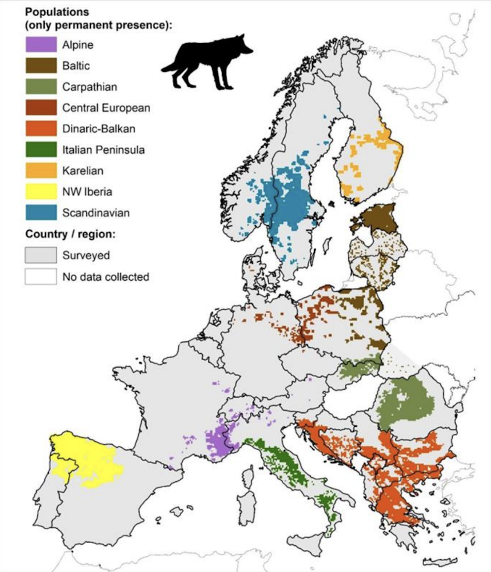 Europe has a wolf problem, and a late Norwegian philosopher had the ...