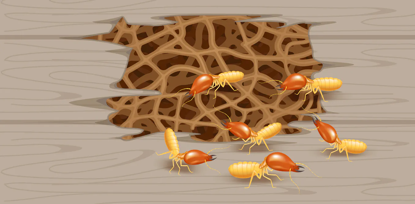 Est-ce que les termites sont (seulement) des nuisibles ? Est-ce que les termites sont (seulement) des nuisibles ?