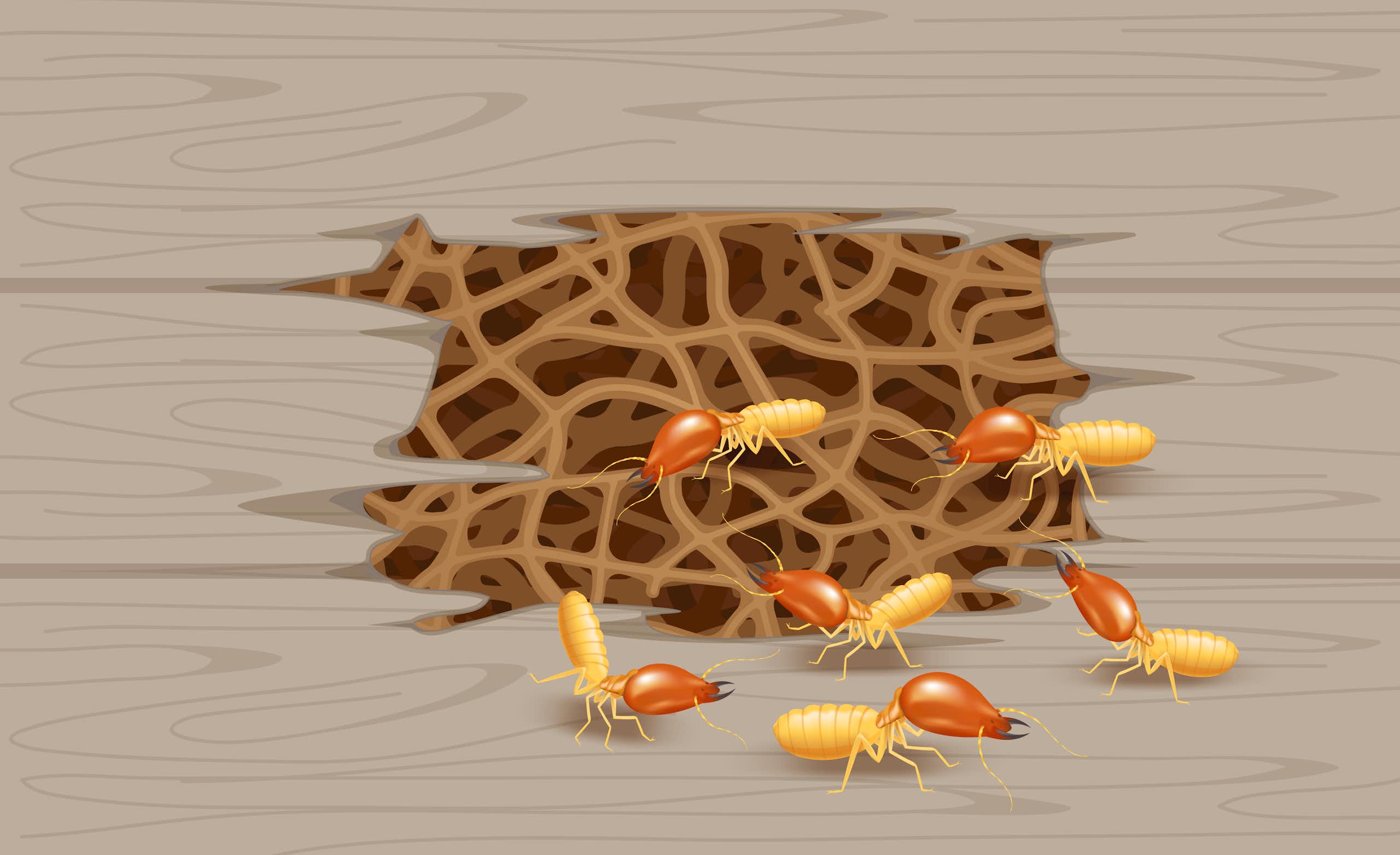 illustration d'un nid de termites.