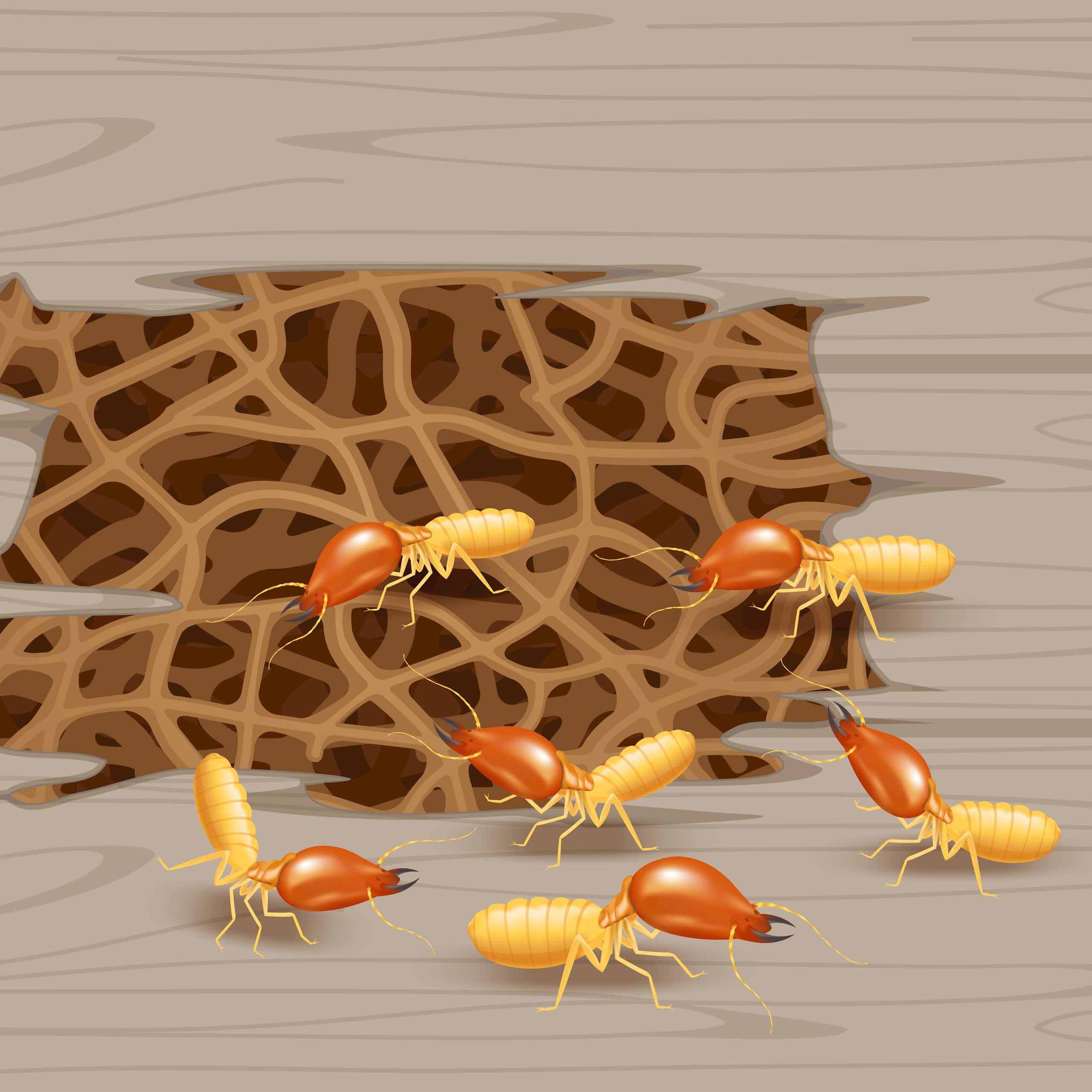 illustration d'un nid de termites.