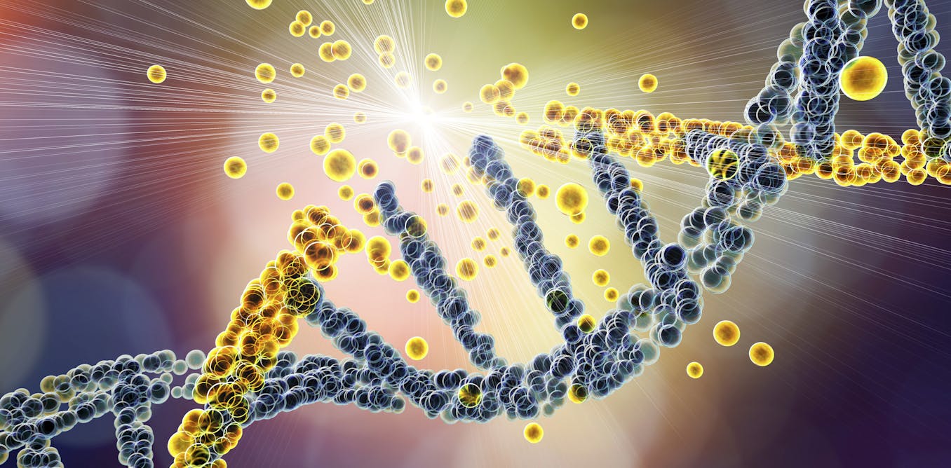 Radiation therapy takes advantage of cancer’s poor DNA repair abilities – an oncologist and physicist explain how Radiation therapy takes advantage of cancer’s poor DNA repair abilities – an oncologist and physicist explain how