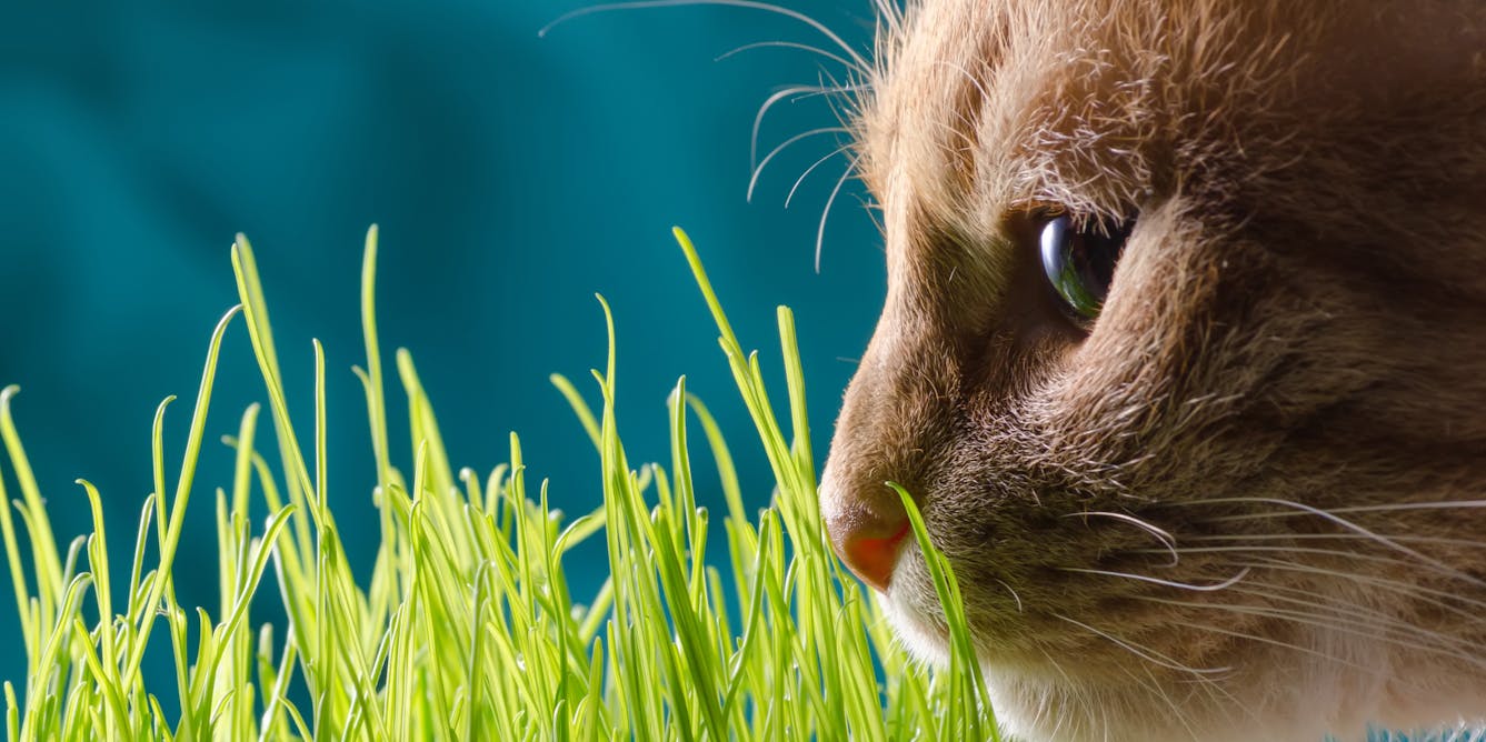 Are catnip and treats like it safe for cats? Here’s how they affect their minds and moods