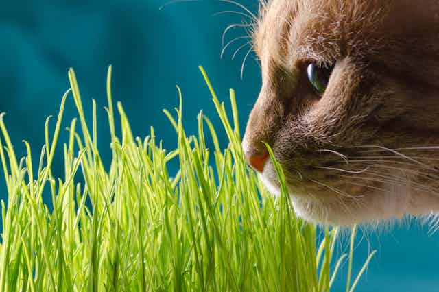 A cat sniffs at cat grass