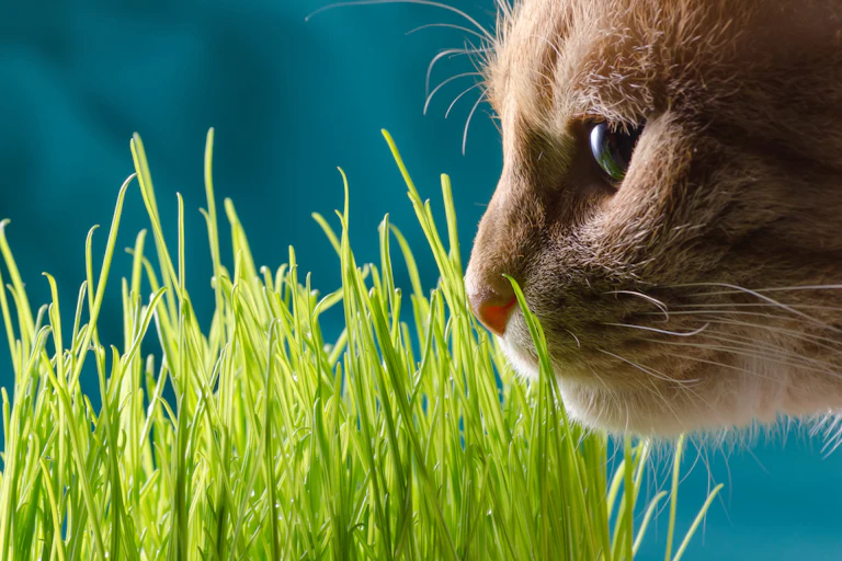 A cat sniffs at cat grass