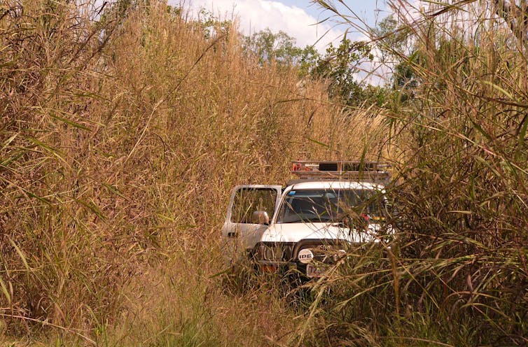 tall grass and car