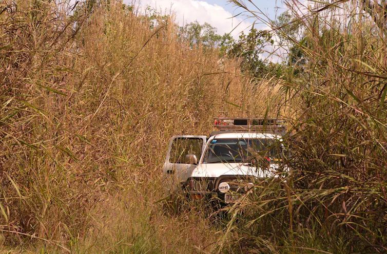 tall grass and car