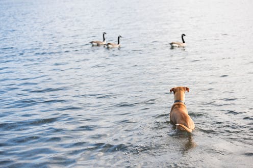 Our dogs can terrify (and even kill) wildlife. Here’s how to be a responsible owner this summer