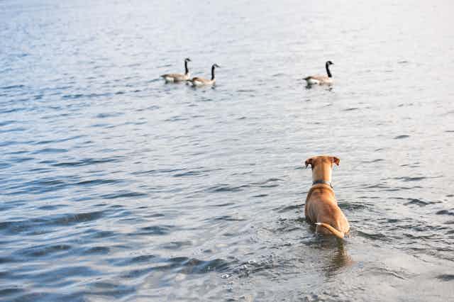 Dog wading in water looking at geese
