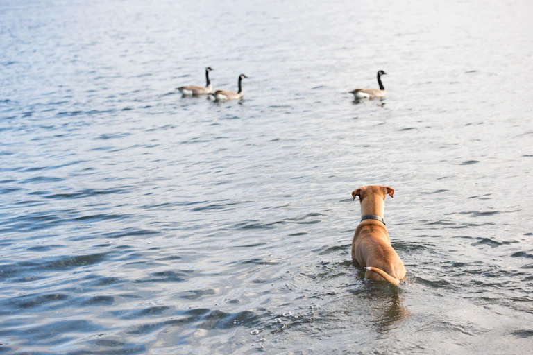 Dog wading in water looking at geese
