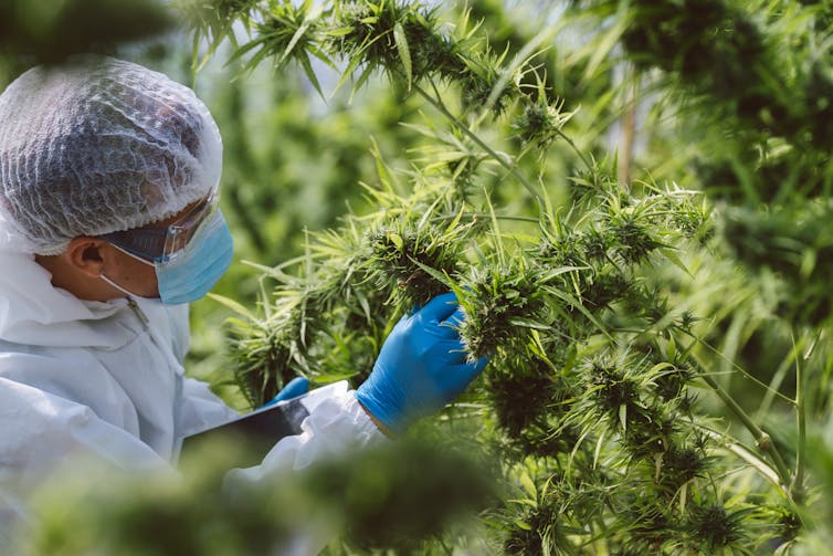 Person in protective wear examining hemp plants.