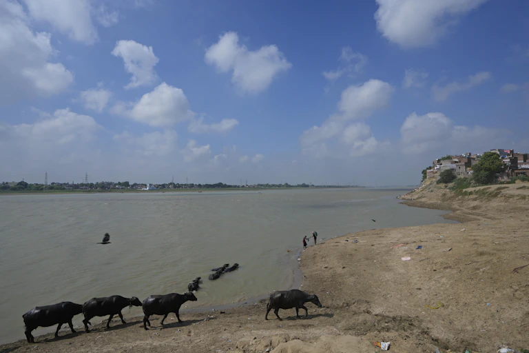 Buffaloes bathe in a River.