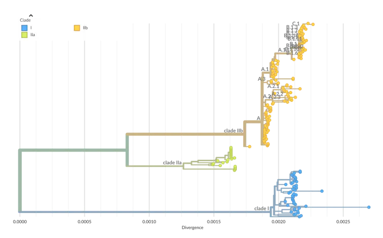 Arbre phylogénétique du virus mpox.