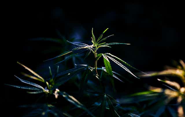 Cannabis plant against black background