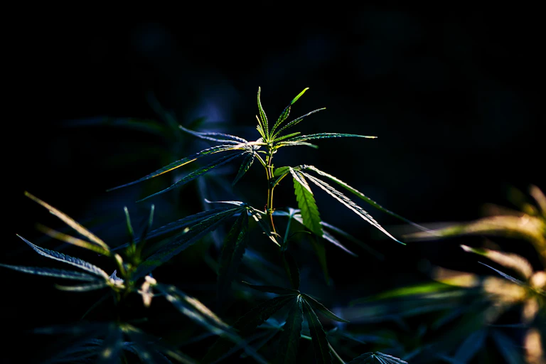Cannabis plant against black background