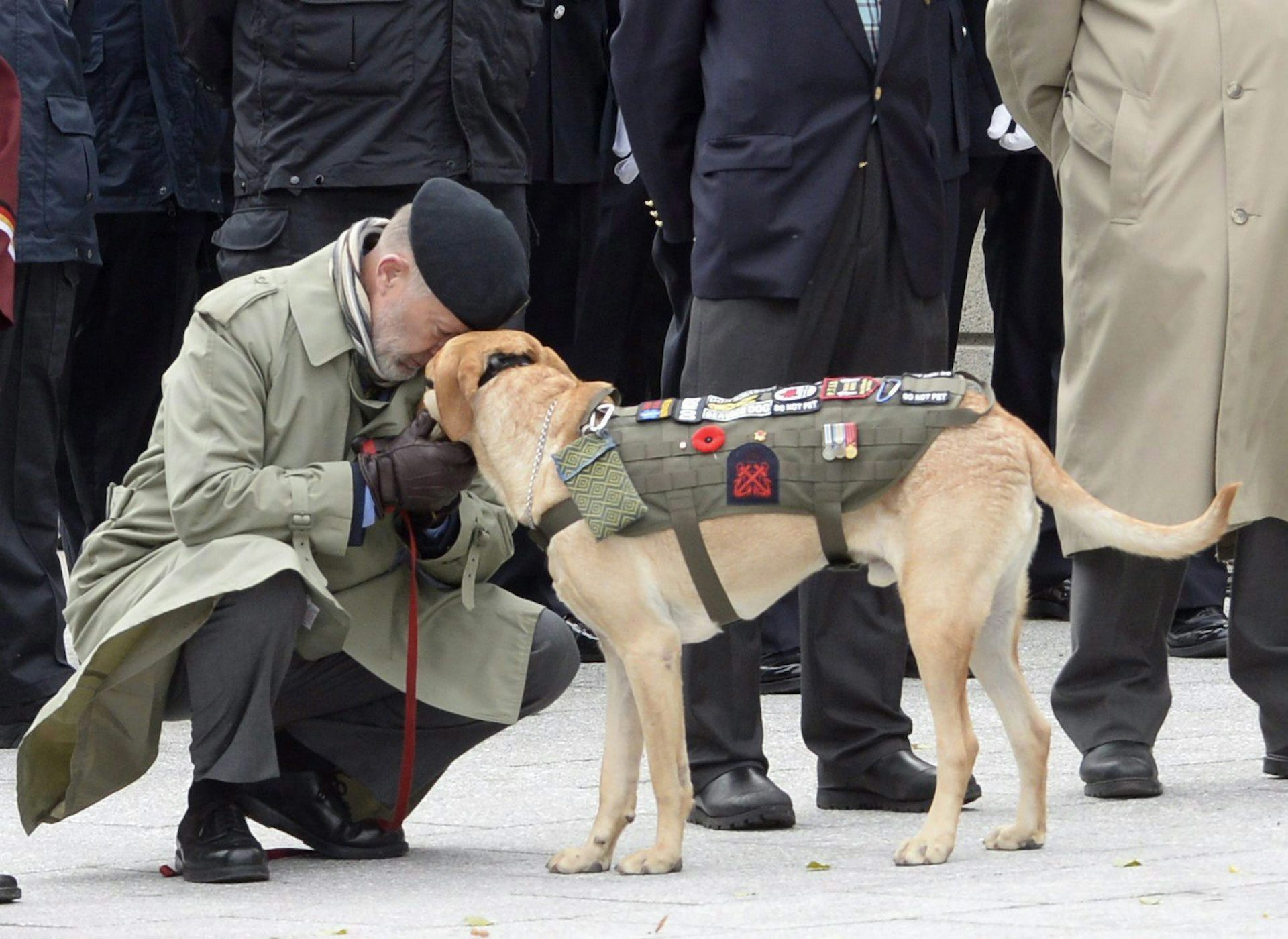 Canadian service hot sale dog