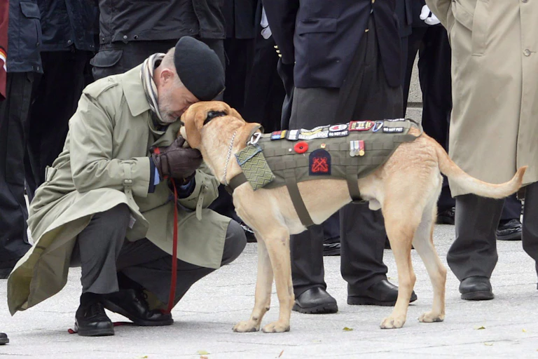 A man in a black beret and tan overcoat crouches down to pet a golden labrador wearing a khaki coat with different patches and a poppy