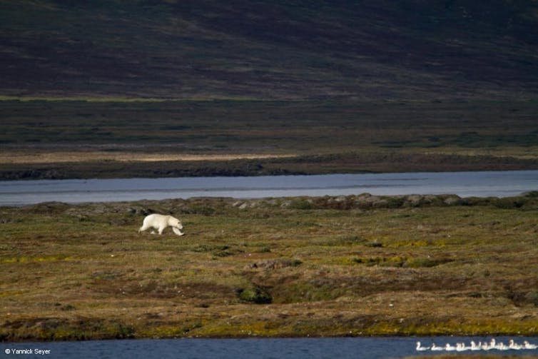 polar bear