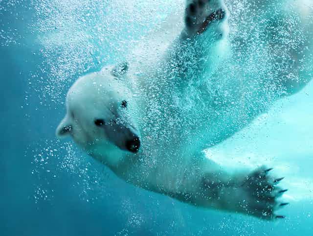 ours polaire dans l'eau