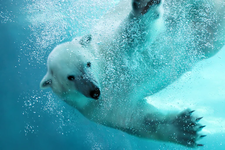 ours polaire dans l'eau