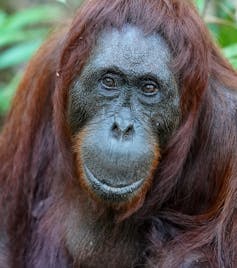 A close up of a dark faced ape with dark ginger hair, black eyes and a round muzzle