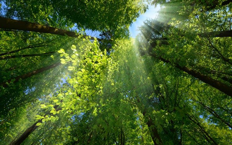 Rays of light falling through the lush tree canopy of a forest.