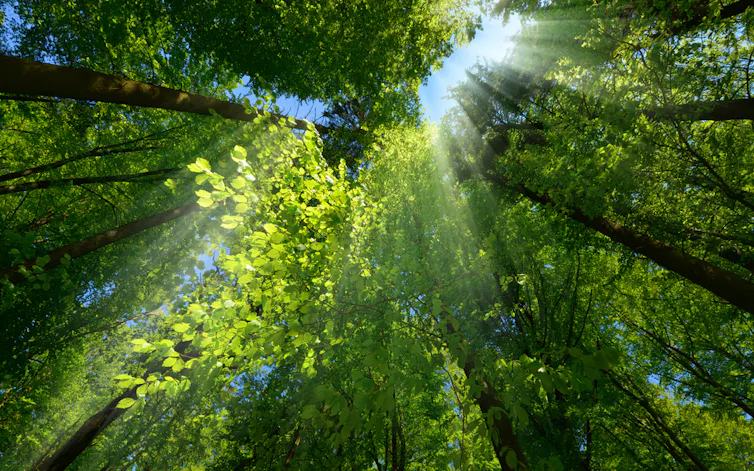 Rays of light falling through the lush tree canopy of a forest.
