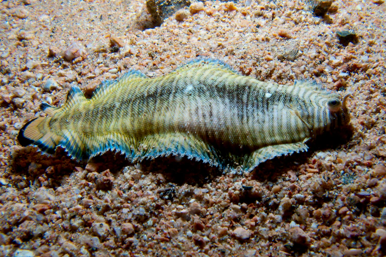 poisson qui rampe