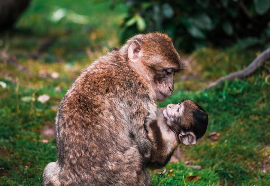 Une femelle singe tient son bébé dans les bras.