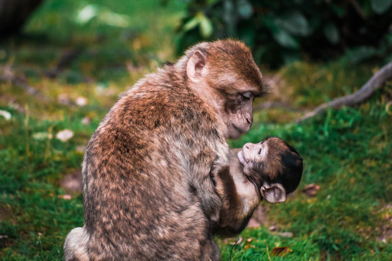 Une femelle singe tient son bébé dans les bras.