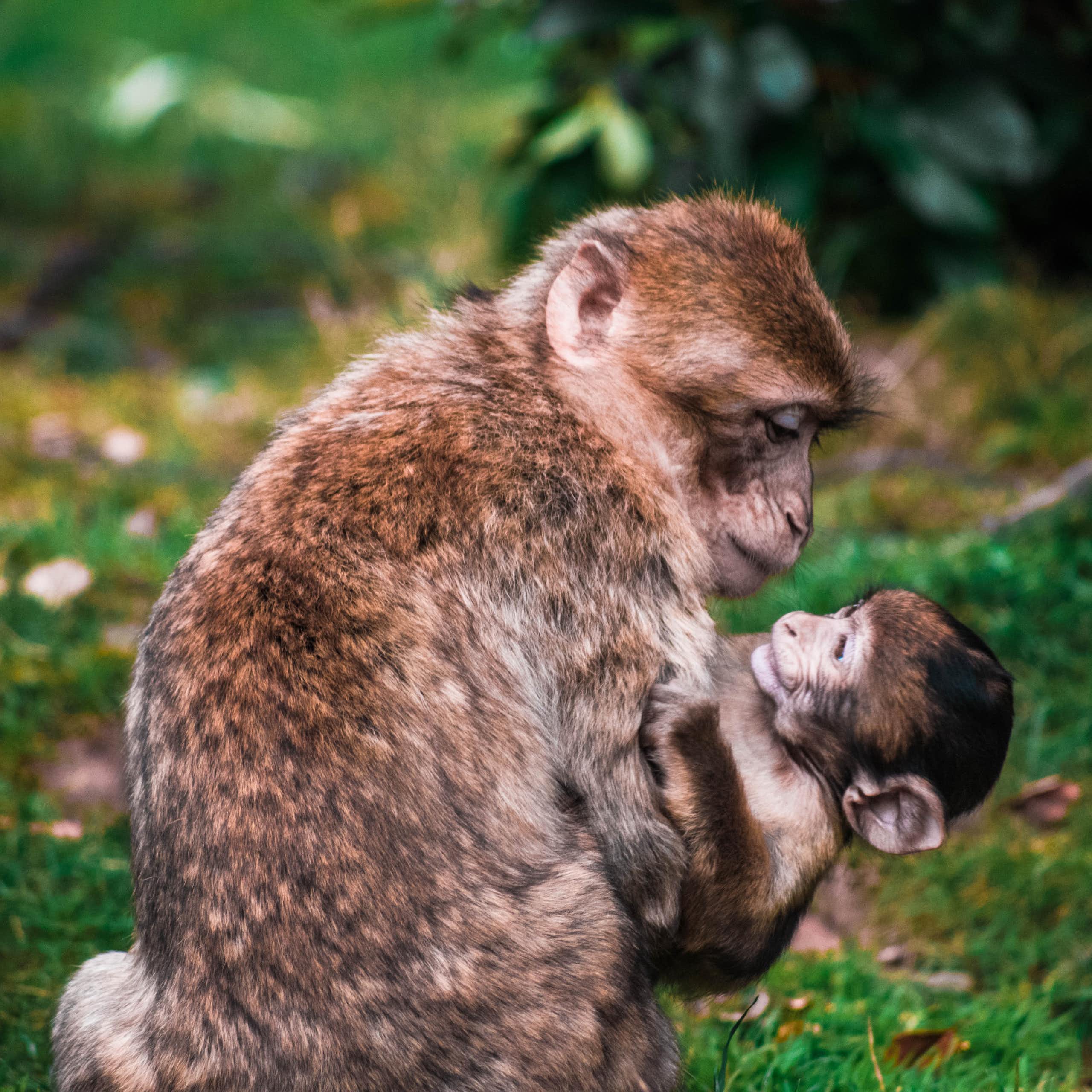 Une femelle singe tient son bébé dans les bras.