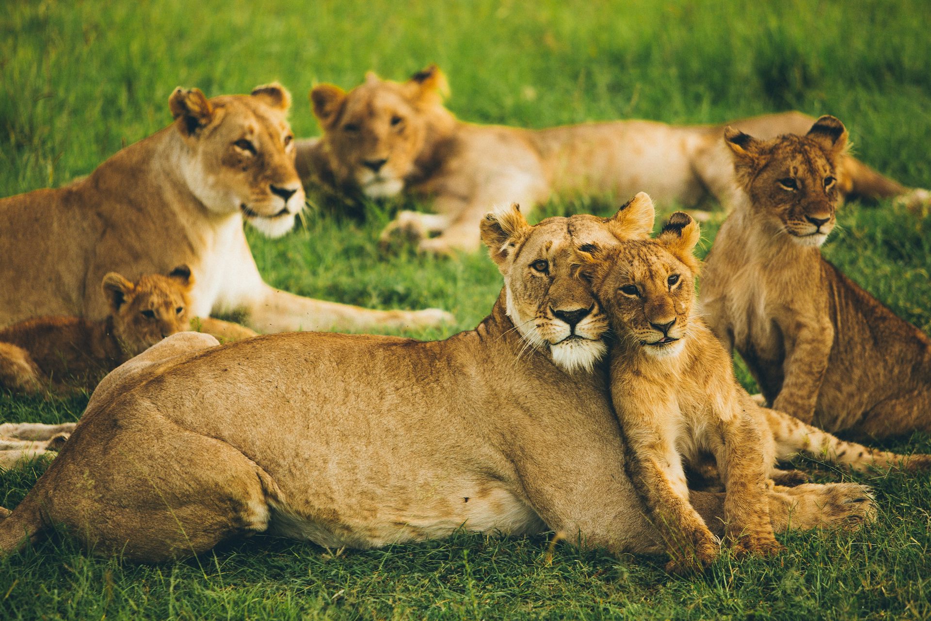 Groupe de lionnes avec leurs petits.