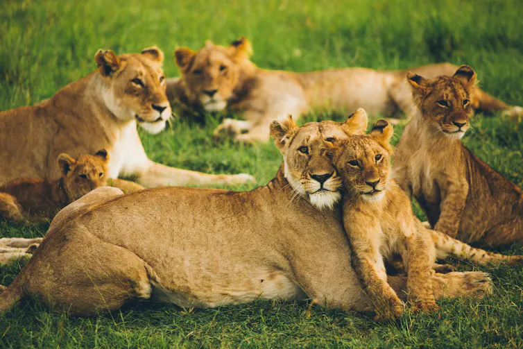 Groupe de lionnes avec leurs petits.